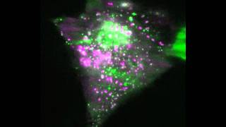 Endosomal Protein Live Imaging In U2Os Cells
