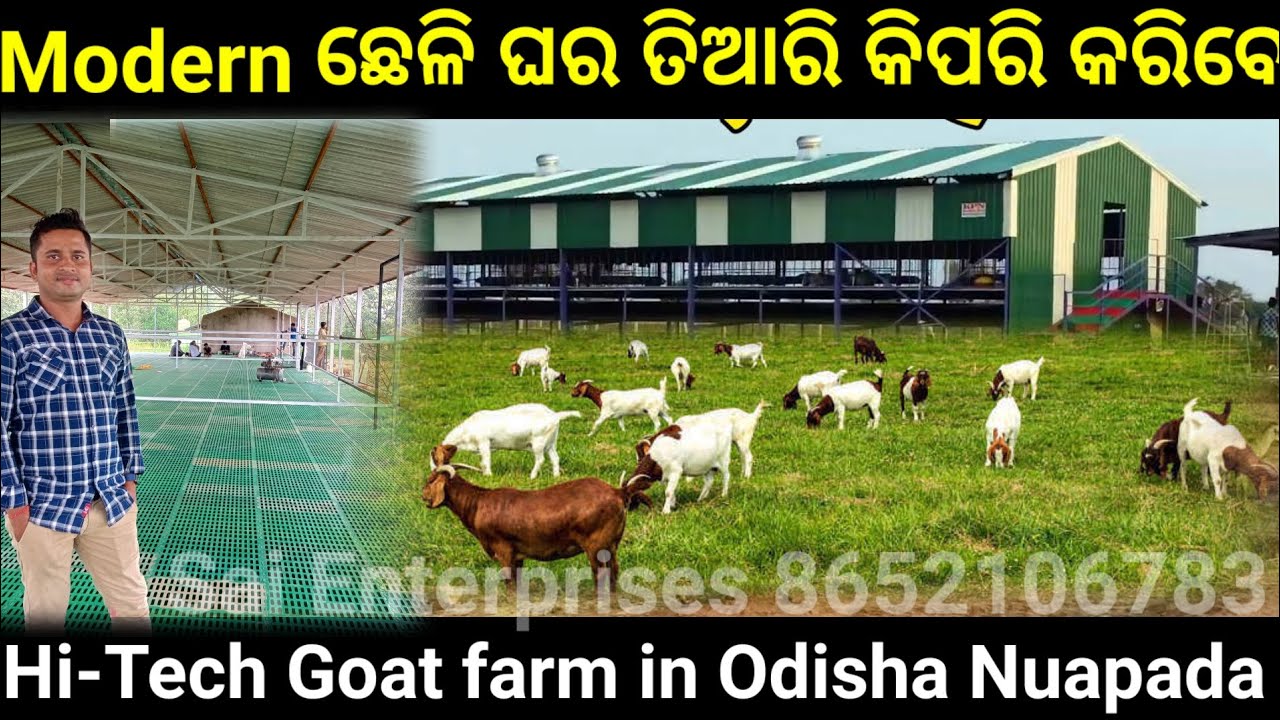 ଓଡ଼ିଶାରେ Hi-Tech ଛେଳିି ଫାର୍ମ କିପରି କରିବେ || Odisha's HI-Tech Goat farm ...