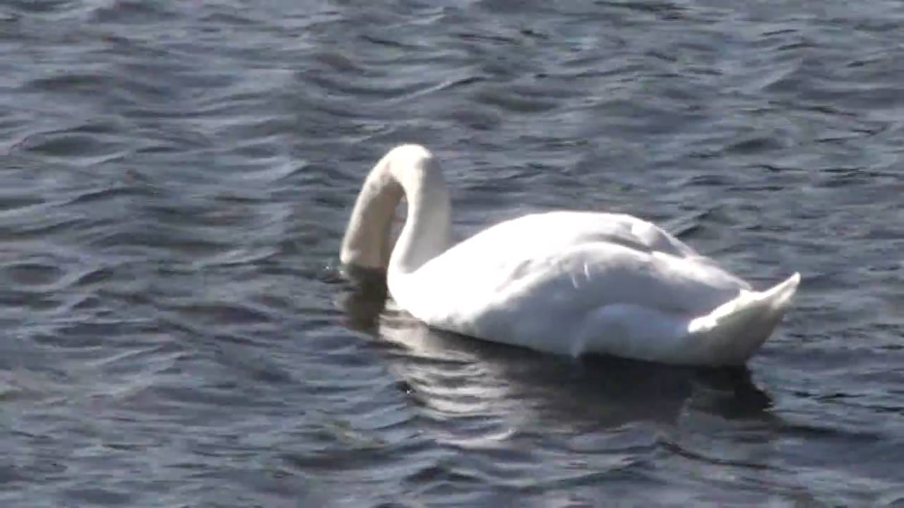 青海 の よ は 哀し まず ただ や を に も ず 意味 空 ふ あ 白鳥 染 から の