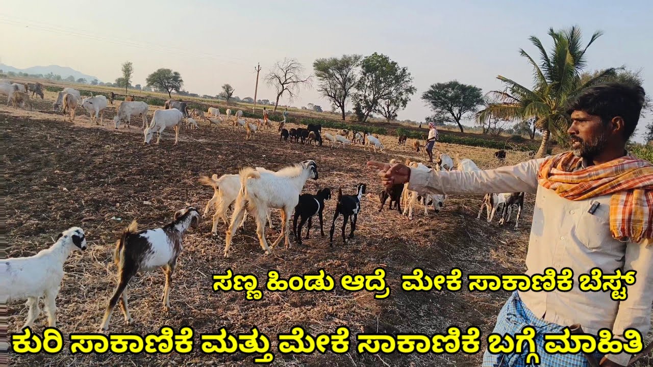 ಮೇಕೆ ಸಾಕಾಣಿಕೆ | meke sakanike kannada | ಮೇಕೆ ಸಾಕಾಣಿಕೆ ಮಾಹಿತಿ | ಕುರಿ ಸಾಕಾಣಿಕೆ ಮತ್ತು ಮೇಕೆ ಸಾಕಾಣಿಕೆ