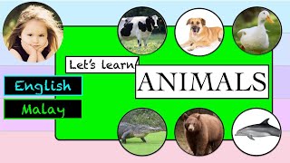 Kad Imbas HAIWAN dalam Inggeris dan Bahasa Melayu - ANIMALS Flash Cards in English and Malay