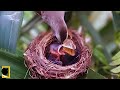 KUPU KUPU MENJADI MAKANAN PENUTUPAN BAYI | HARI 5