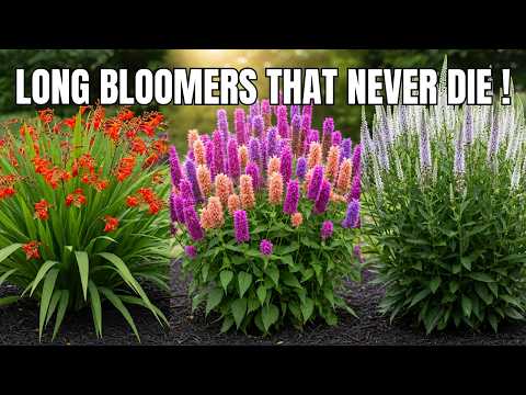 Blushymallow: Long-lasting Color, All Day