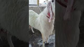 sojat bakra 🔥👌👍 #goat