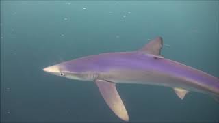 Buceo con tintoreras en las costas de Galicia (Spain) / Diving with blue sharks (Prionace glauca)