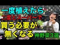 【一株買っとけ!】この野菜の凄さにみんな気づいてない 【園芸】【家庭菜園】【エスビー】【S &B】
