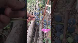 Look at This Type of Grapes