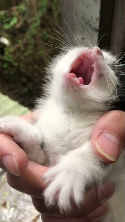 Suara Pemanggil Kucing Dan Induk Kucing