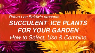 Easy-Care Colorful Succulent Ice Plants