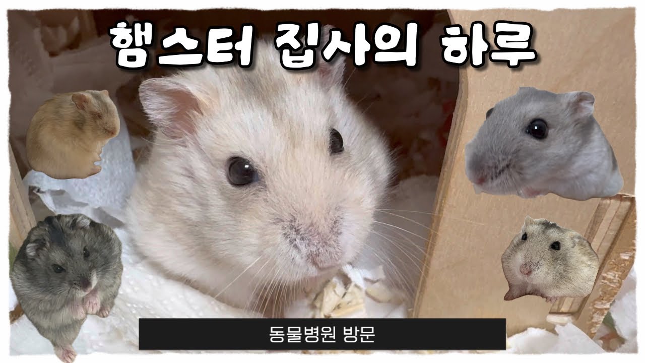 햄스터 집사의 하루 🐹🍀 동물병원 방문