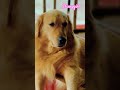 අවුරුදු නිසා අගතියටපත් ජීවියෙක් 🤩 #goldenretriever #shineygirl #goldendog #doglover #trendingshorts