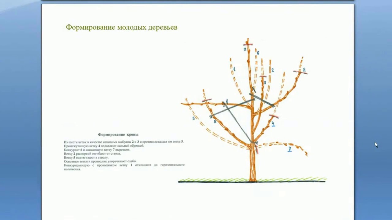 Фото Молодых Деревьев