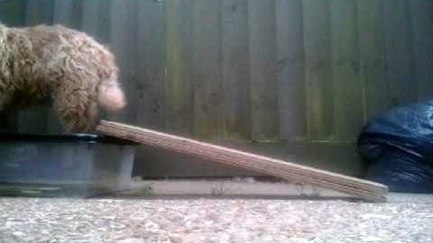 2o2o agility contacts!🐾