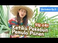 Ketika Pekebun Pemula Panen | Korea + Indonesia Family Vlog | Berkebun Ep.5