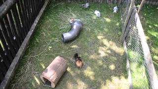 happy guinea pigs