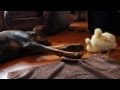 Doberman Playing With Ducklings