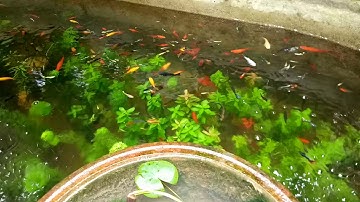 Cá hồng kim, cá bảy màu, cá trân châu nuôi hồ xi măng