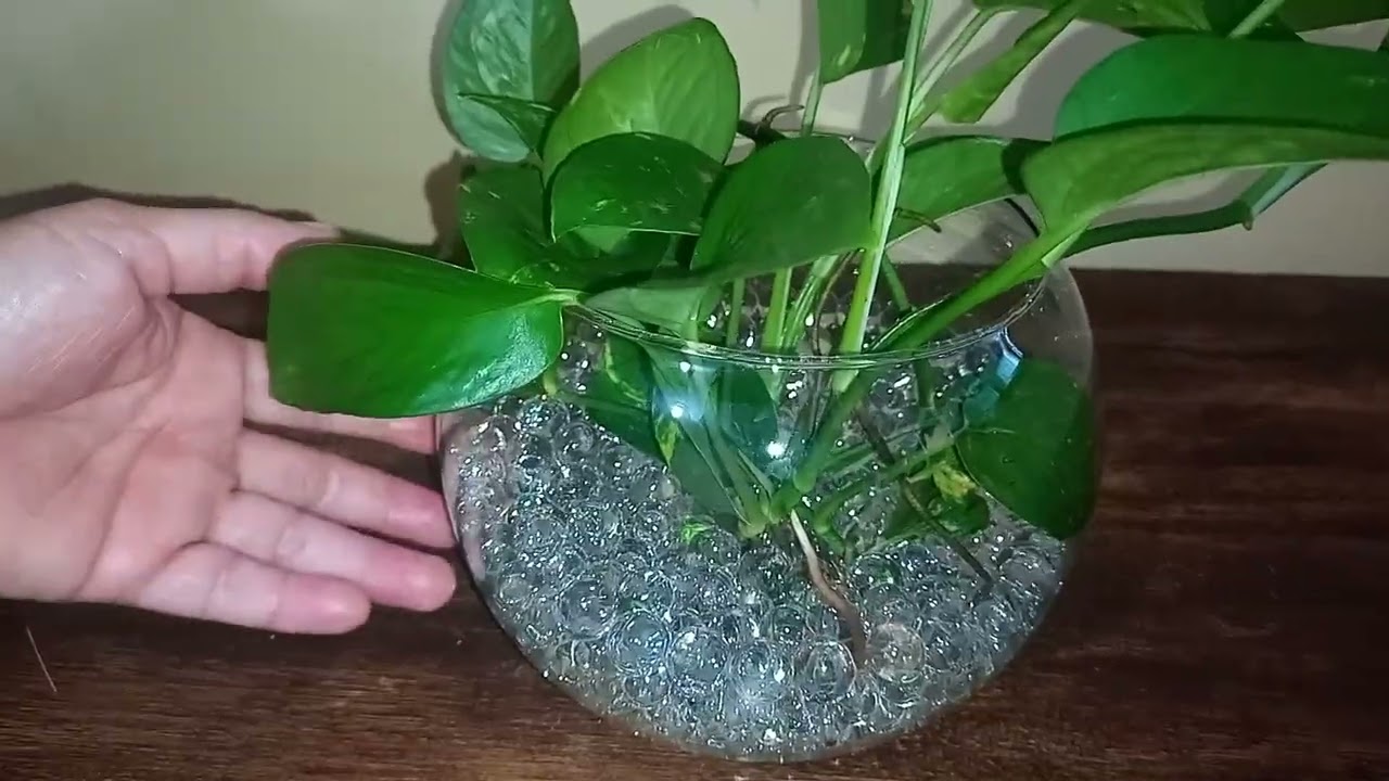 Decoração Natural para Sala com Vaso Transparente