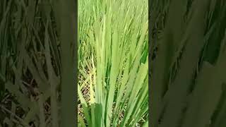 धन के खेत उड़ गया ड्रोन #farming #tree #plants #flower #grafting #dhan