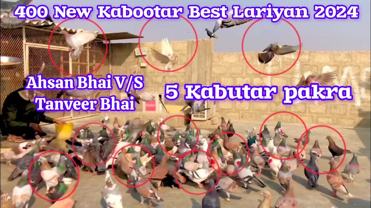 5 Kabutar pakra | Ahsan Bhai V/S Tanveer Bhai | 400 New Kabootar Best Lariyan 2024 | 3 day