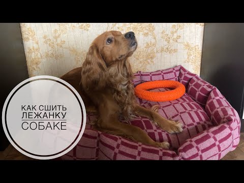 Лежанки для собак: как выбрать, где поставить и как приучить - Человеку ...