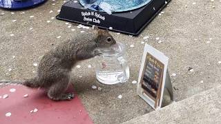 Rainy Day Snacks: Melvin the Chippy Carries Two Hazelnuts (Chipmunks & Squirrels)