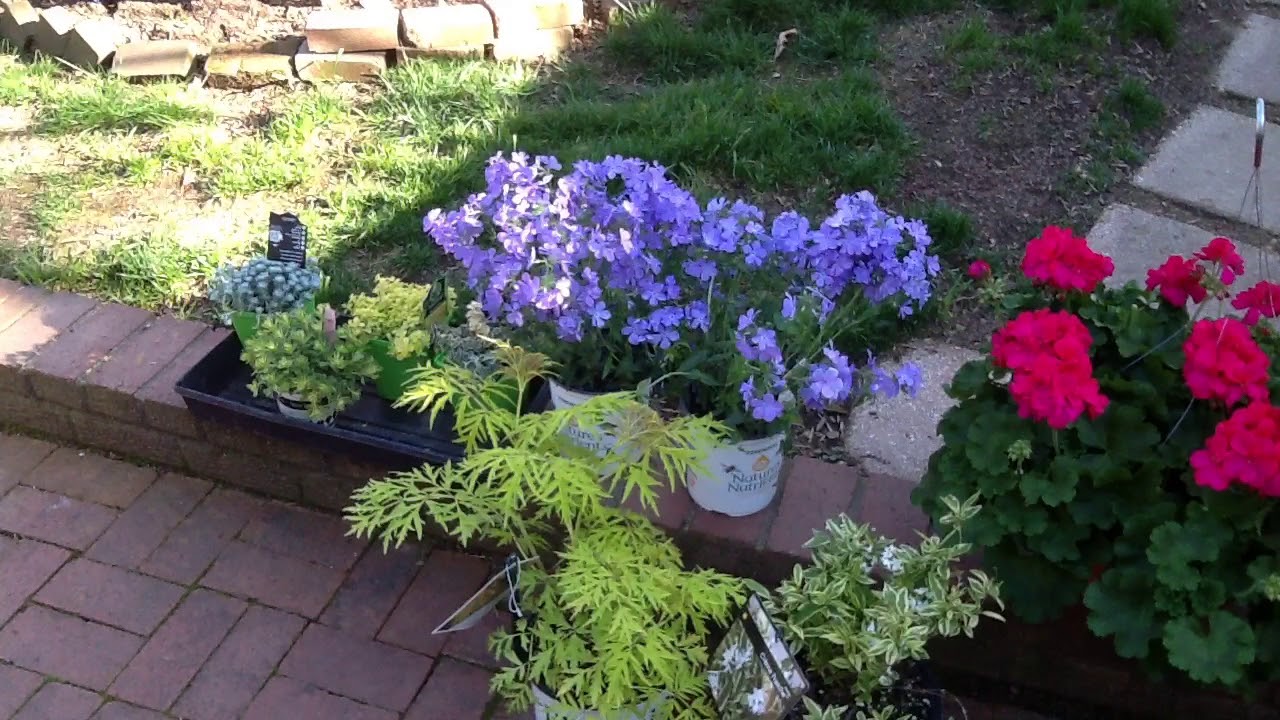 Our plant haul from Home Depot, Lowes a and 2 local nurseries April 11, 2018 YouTube