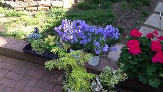 Beautiful plants and some unusual plants. Happy gardening❤️