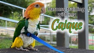 Putting on a parrot harness for a noncooperative Caique