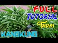 Tutorial lengkap cara menanam kangkung hingga panen