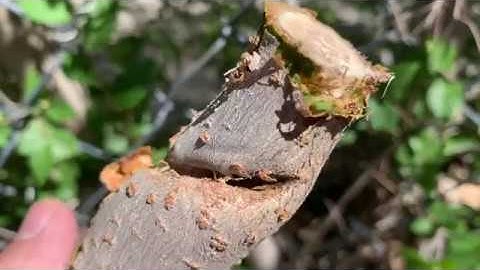 Cutting trees out of fences