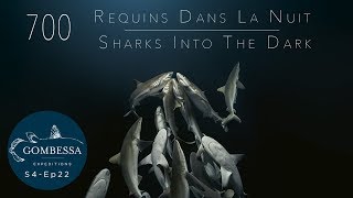 Gombessa 4 - 700 requins dans la nuit - Ep22