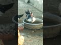 البط يقوم فرحان من النوم يغطس ويعوم وهات يا لعب البط يقوم فرحان من النوم يغطس ويعوم وهات يا لعب