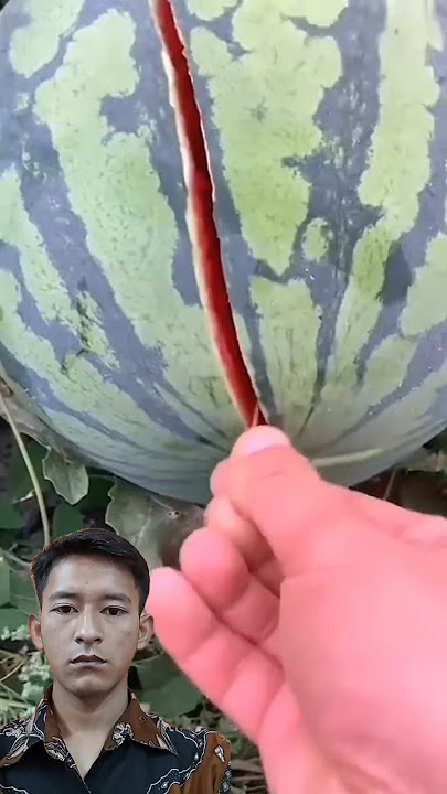 cara membedakan semangka tua dan muda #watermelon #semangka #fruit