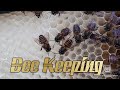 Honey bee trapping from nature