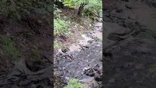 #Вода 💦 - шум ручья, звуки 🌿 #природы и весенняя #природа Киевской области Украины