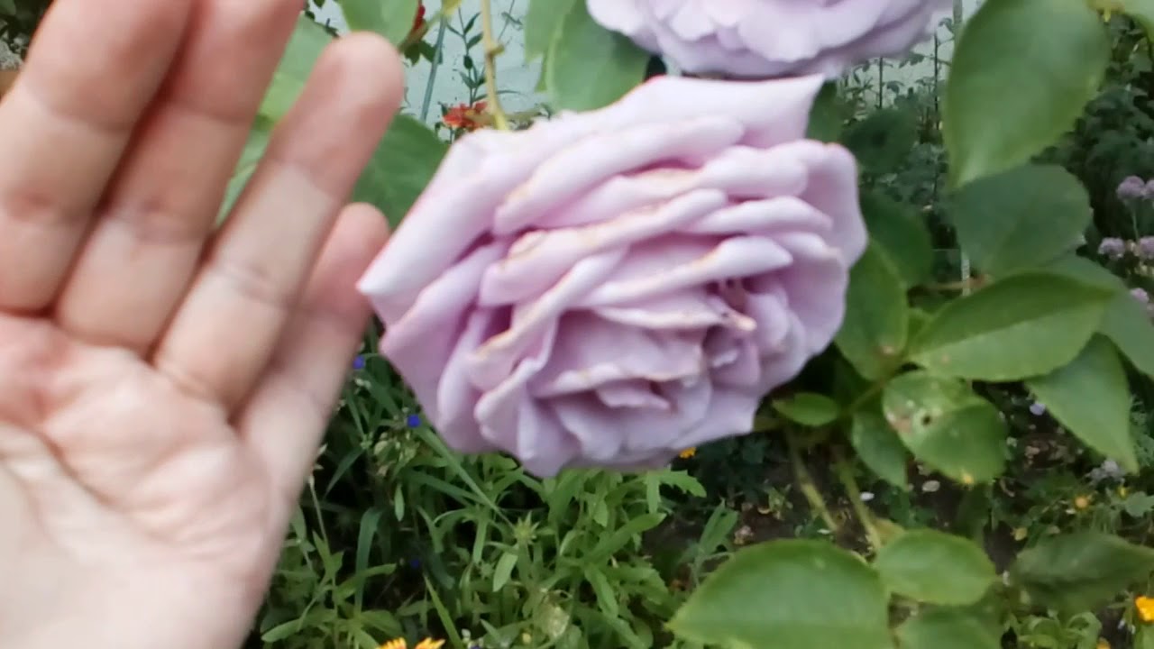 Розы плетистая #Индиголетта #Голден Парфюм #Фламентанц #мойпалесадник # ...