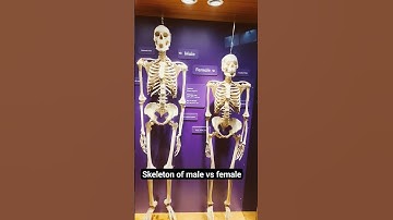 Skeleton of Male and Female