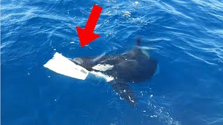 Video Shows Killer Whales Attacking \& Trying To Sink Ship On Purpose