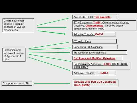 Video: PTEN-ekspression Säätely Koodaamattomilla RNA: Lla