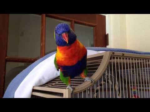 Βίντεο: Σοβαρός Macaw