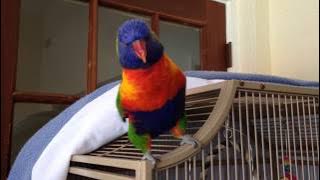 Best talking Parrot Rainbow lorikeet