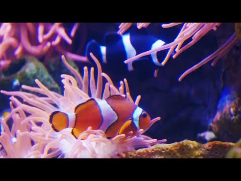 The Impact of Keeping Exotic Fish | Dan O’Neill Investigates | BBC Earth