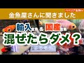 【金魚が性転換?】混ぜるな危険 | 外国の金魚と国産金魚は混ぜられる? | トレンド金魚から日本古来の金魚まで取り揃う金魚屋喜一さんに行ってきました🚗³₃ | KIICHI | @peperia