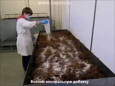 Изготовление грибных блоков вешенка на предприятии - YouTube