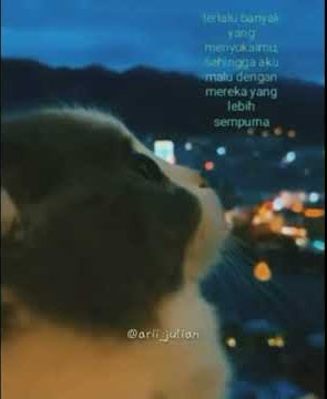 Story Wa - Kucing Merenung