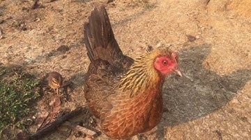 Qaib qus txuam muab coj los ntaus me nyuam thaum ua qe txog thaum loj