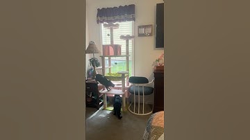 Cats with the New Cat Tree! 🐾🌳 #shorts