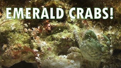 Reef Tank Species Spotlight: Emerald Crabs!
