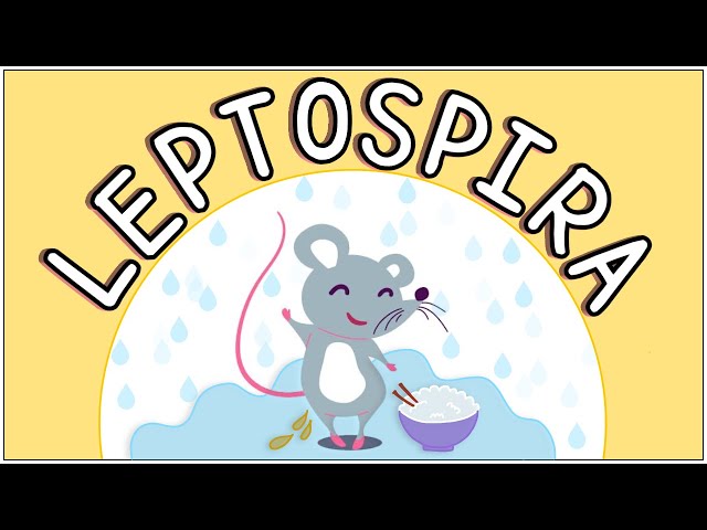 Leptospirose - Merenda